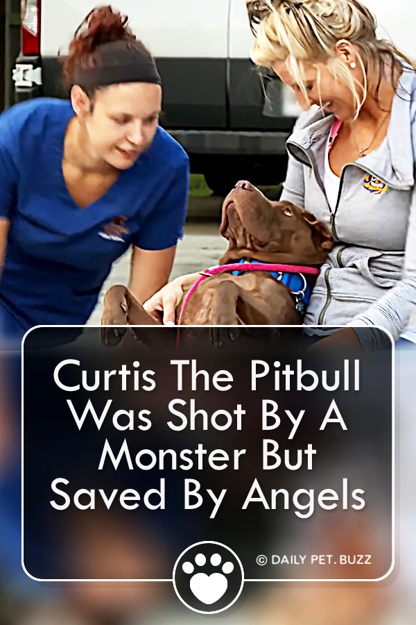 Curtis The Pitbull Was Shot By A Monster But Saved By Angels