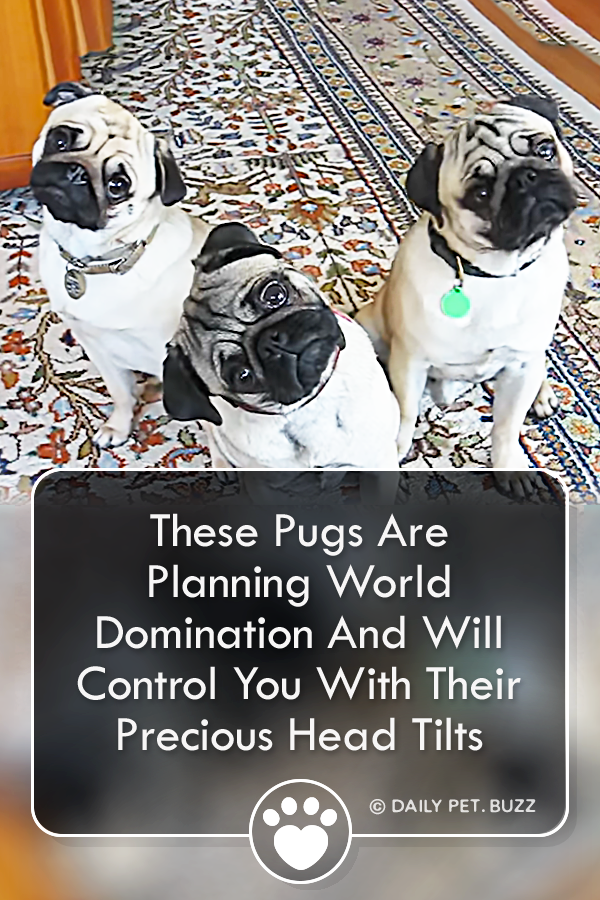 These Pugs Are Planning World Domination And Will Control You With Their Precious Head Tilts