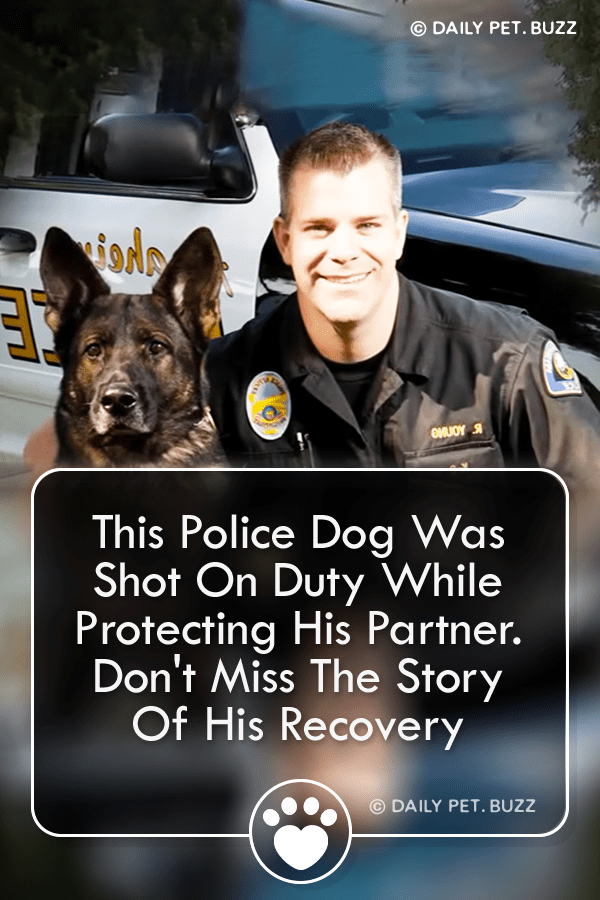 This Police Dog Was Shot On Duty While Protecting His Partner. Don\'t Miss The Story Of His Recovery