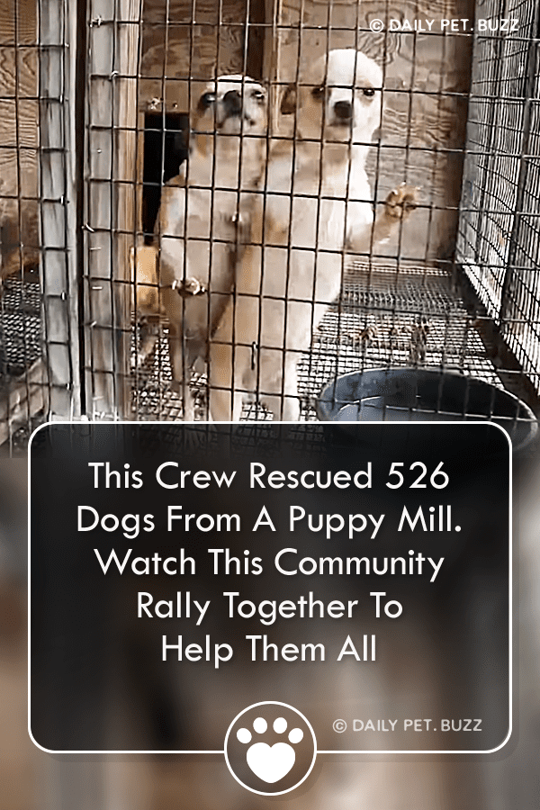This Crew Rescued 526 Dogs From A Puppy Mill. Watch This Community Rally Together To Help Them All