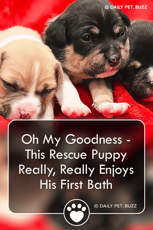 Oh My Goodness - This Rescue Puppy Really, Really Enjoys His First Bath