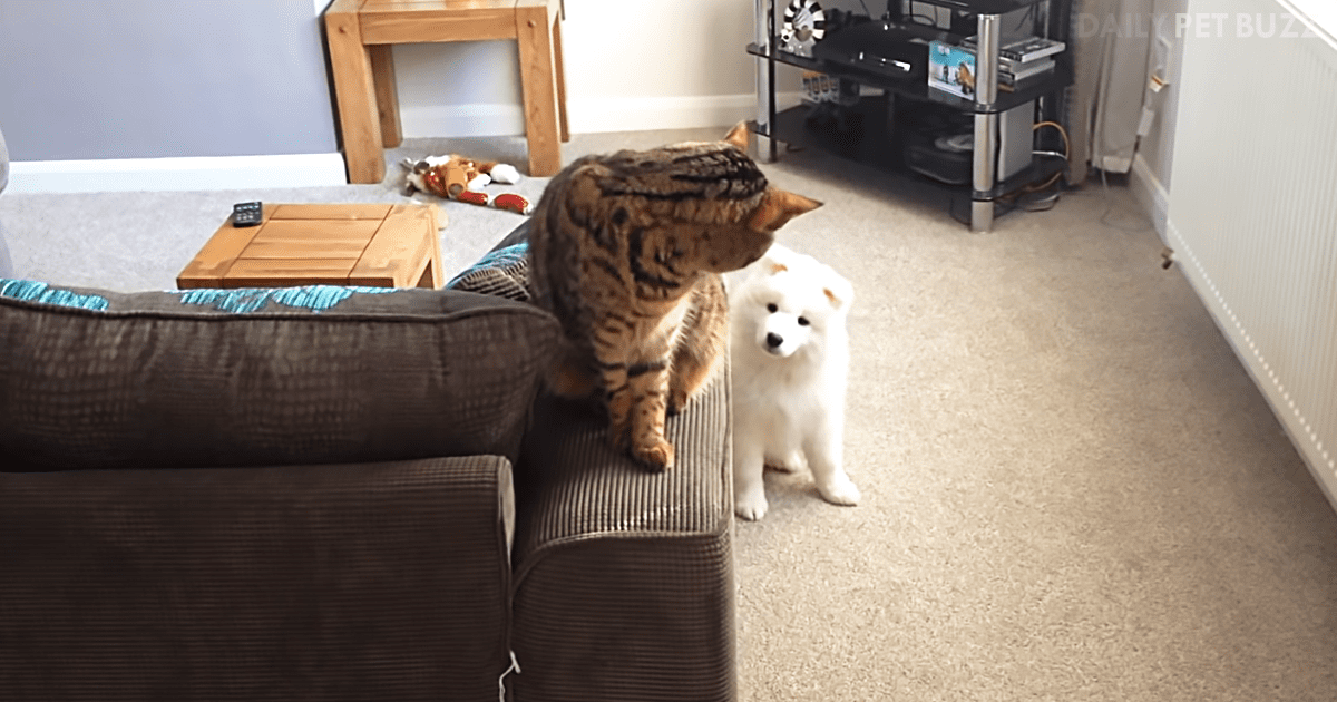 This Cat Wasn't Thrilled With The Addition Of A Dog To The Family, But The Cute Pup Won Him Over