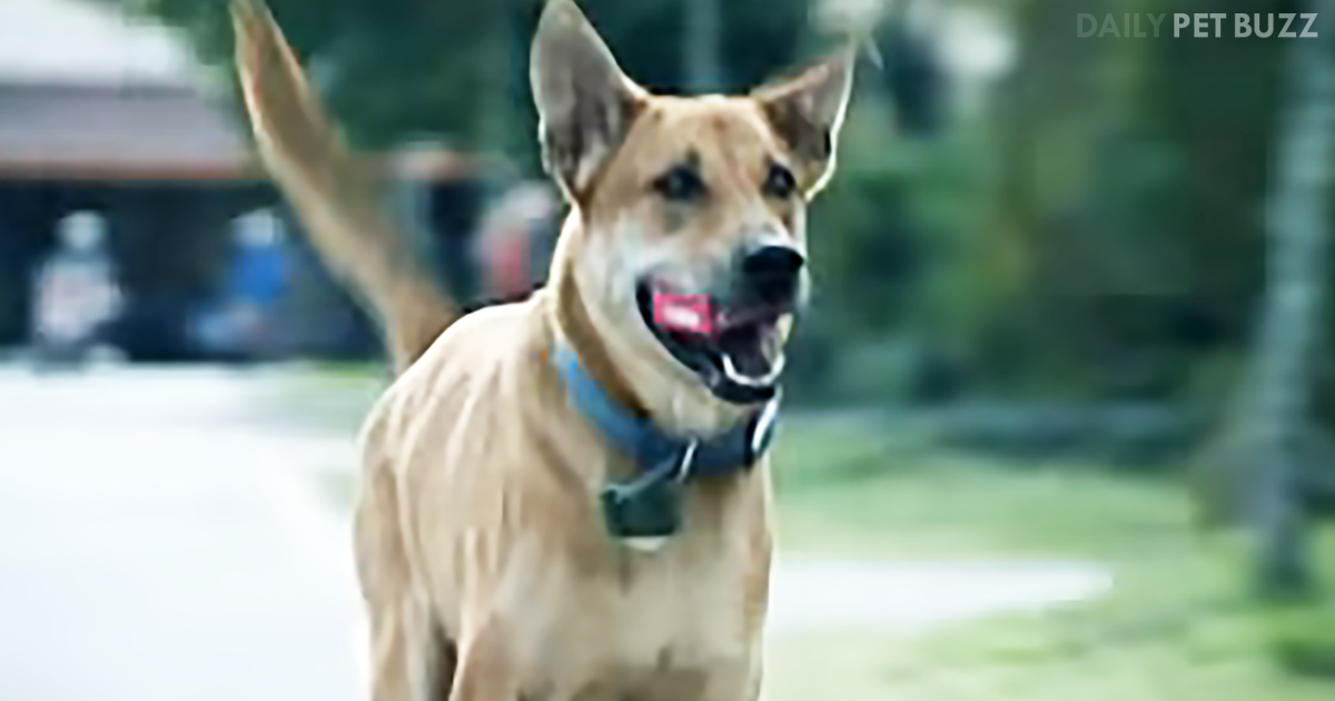 This SPCA Commercial Reminds You In The Funniest Way To Neuter Your Pets