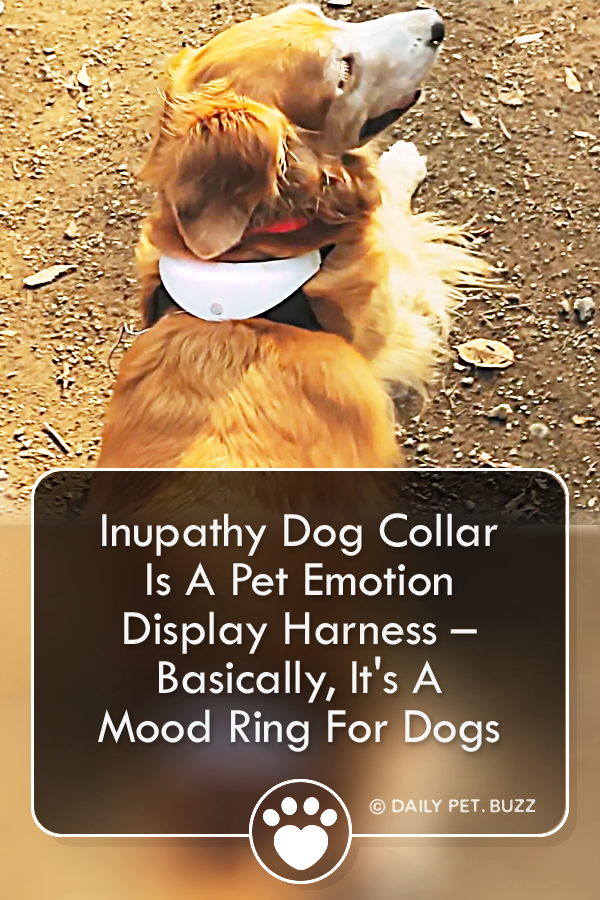 Inupathy Dog Collar Is A Pet Emotion Display Harness – Basically, It\'s A Mood Ring For Dogs