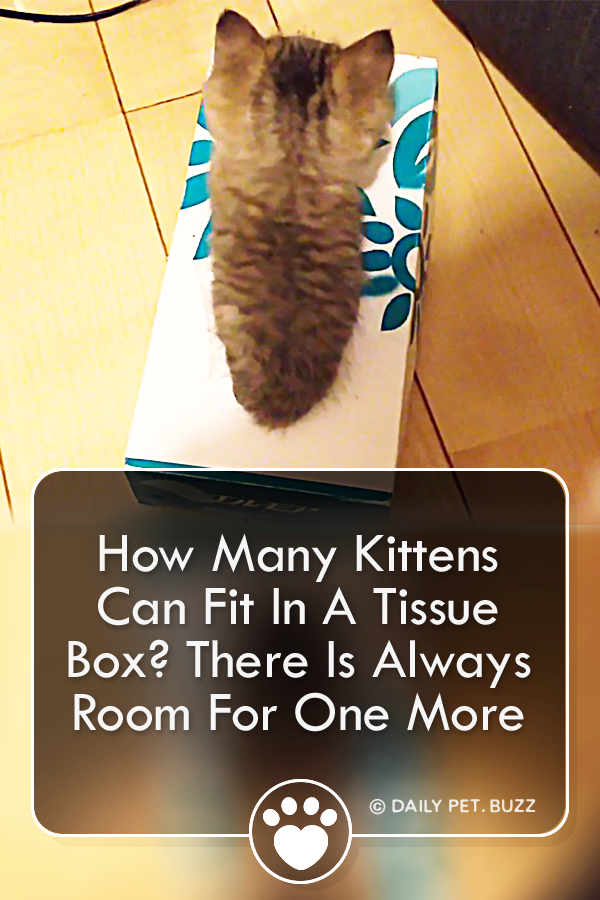 How Many Kittens Can Fit In A Tissue Box? There Is Always Room For One More