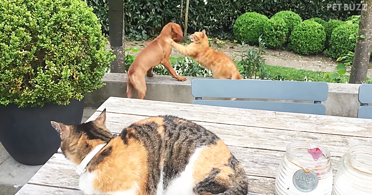 Kitty Gets Very Annoyed When Her Feline Friend Is Rude To Her Puppy Buddy