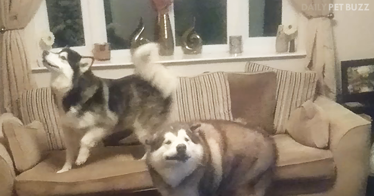 Three Alaskan Malamutes Go Sweetly Bonkers When They Realize That Grandma Is Home
