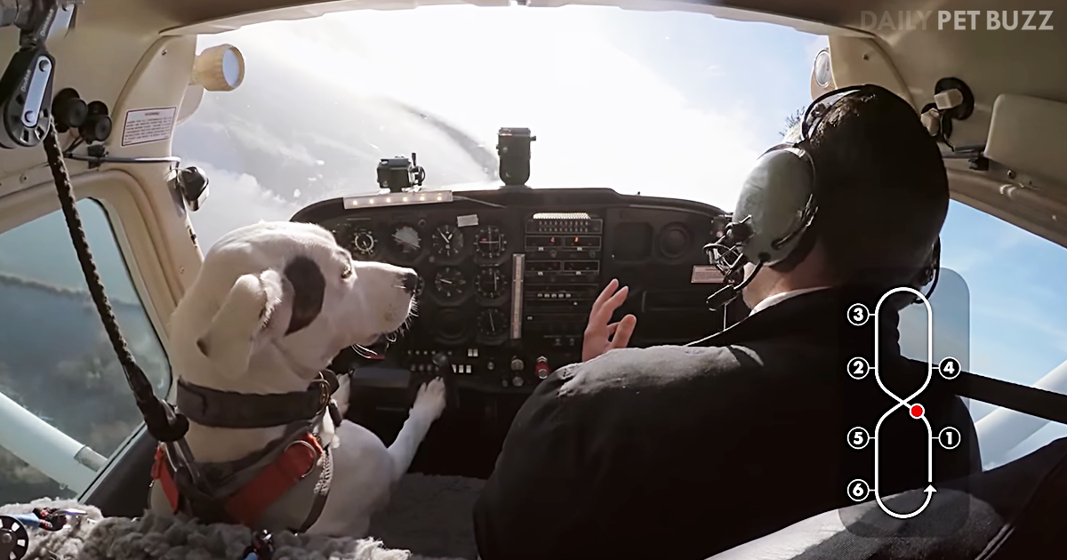 The Time Has Come: History Is Made When This Dog Starts Flying A Plane