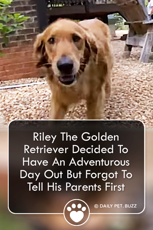 Riley The Golden Retriever Decided To Have An Adventurous Day Out But Forgot To Tell His Parents First