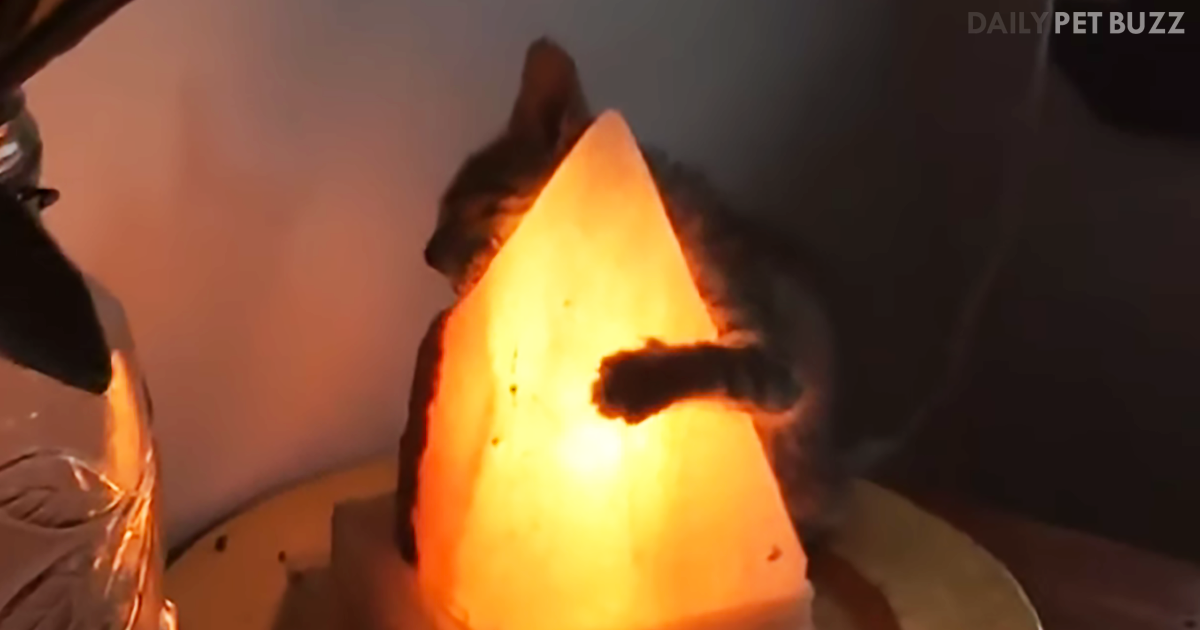 This Kitten Is Obsessed With Cuddling A Salt Lamp And It Is Too Cute For Words