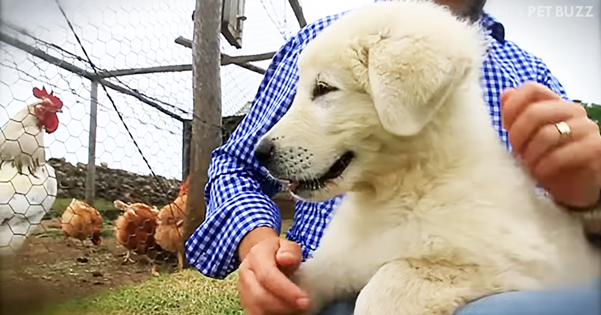 Talented Maremma Sheepdogs Have Learned To Protect Endangered Penguins From Foxes