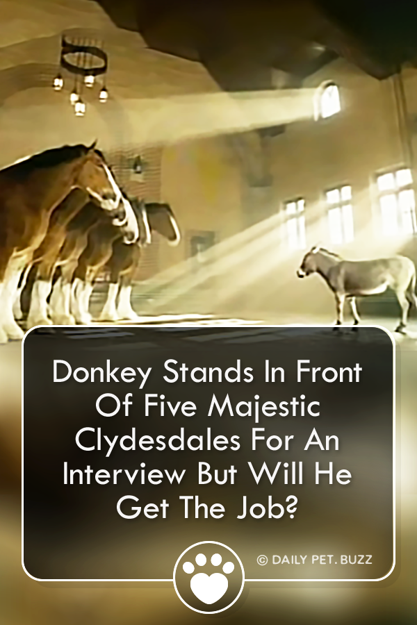 Donkey Stands In Front Of Five Majestic Clydesdales For An Interview But Will He Get The Job?
