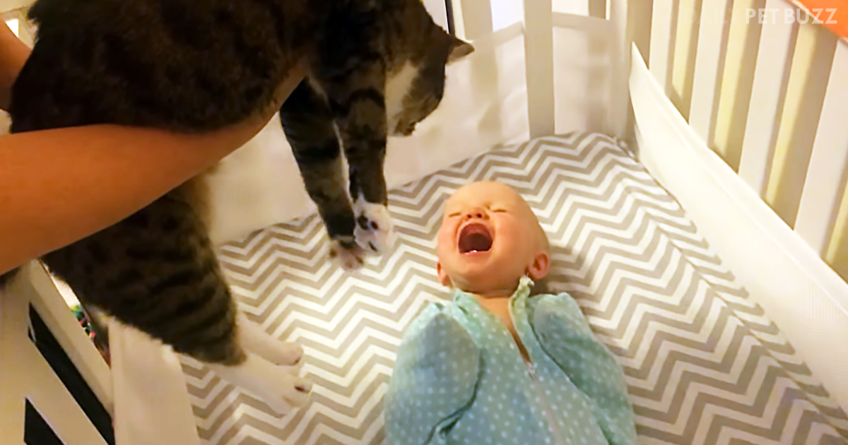 Sweet Baby So Excited She Can't Control Her Limbs When Her Kitty Is Near