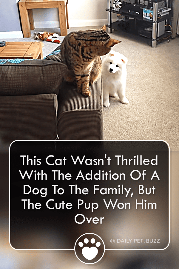 This Cat Wasn\'t Thrilled With The Addition Of A Dog To The Family, But The Cute Pup Won Him Over