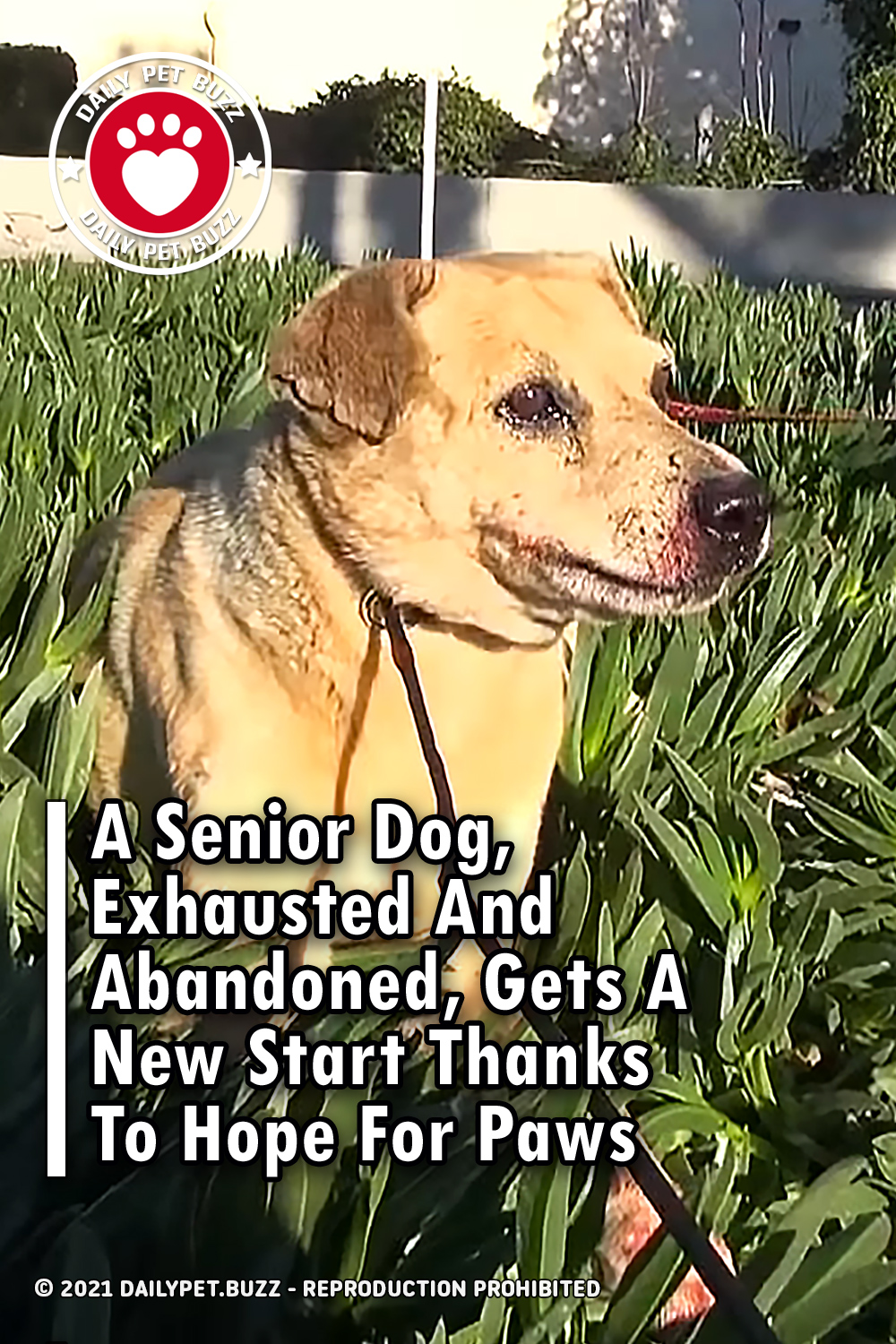 A Senior Dog, Exhausted And Abandoned, Gets A New Start Thanks To Hope For Paws