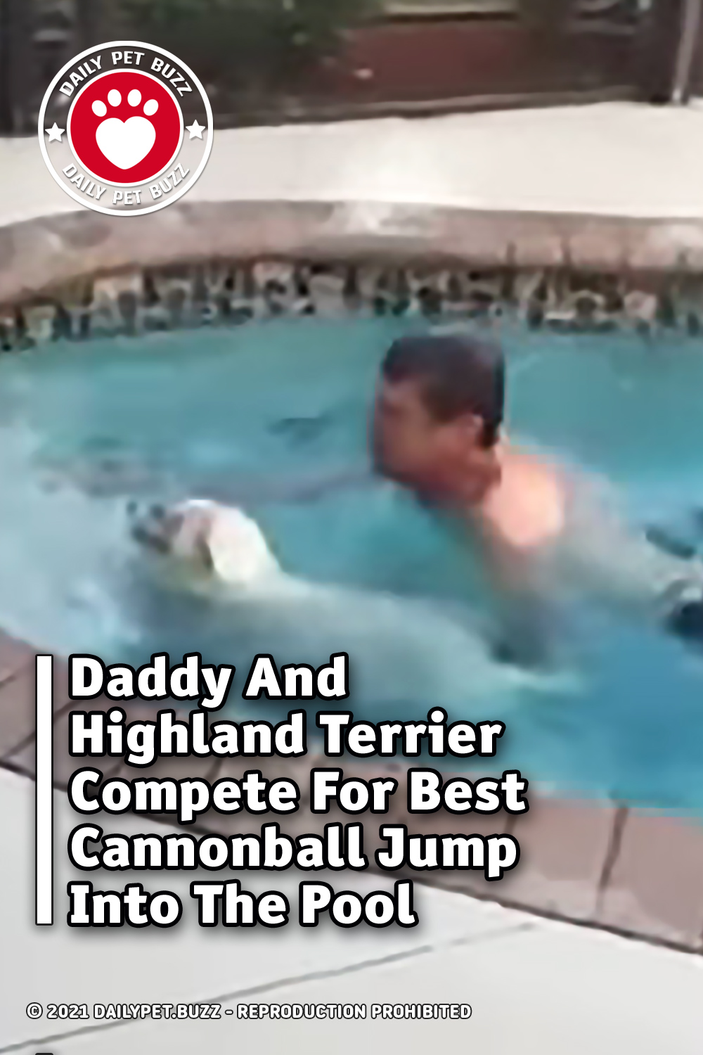 Daddy And Highland Terrier Compete For Best Cannonball Jump Into The Pool