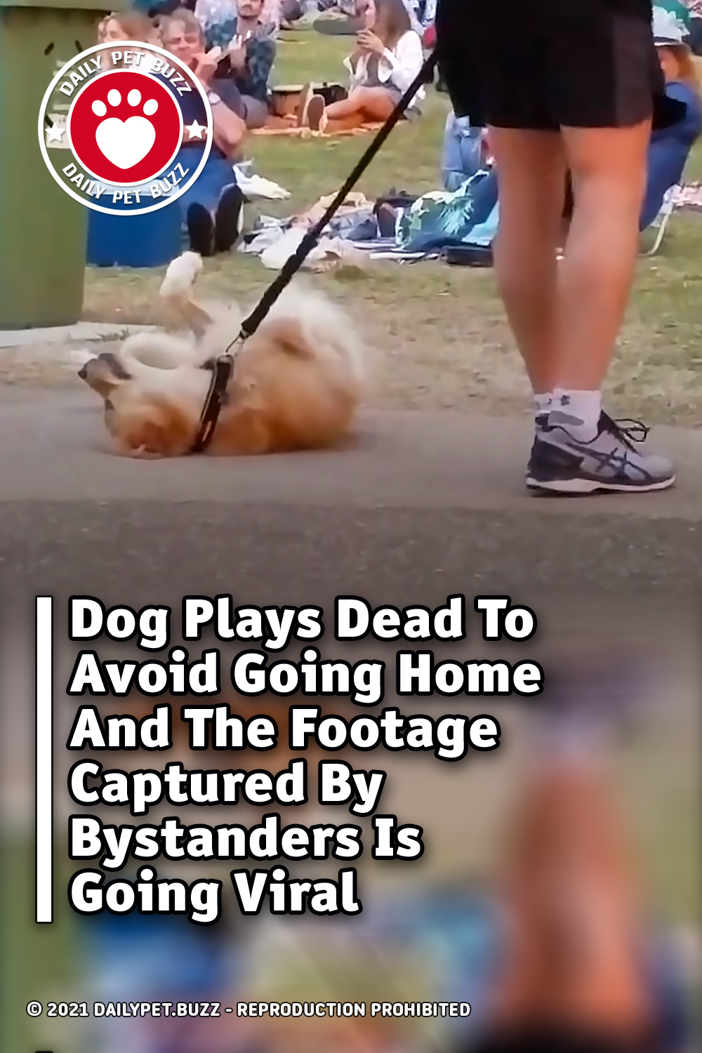 Dog Plays Dead To Avoid Going Home And The Footage Captured By Bystanders Is Going Viral
