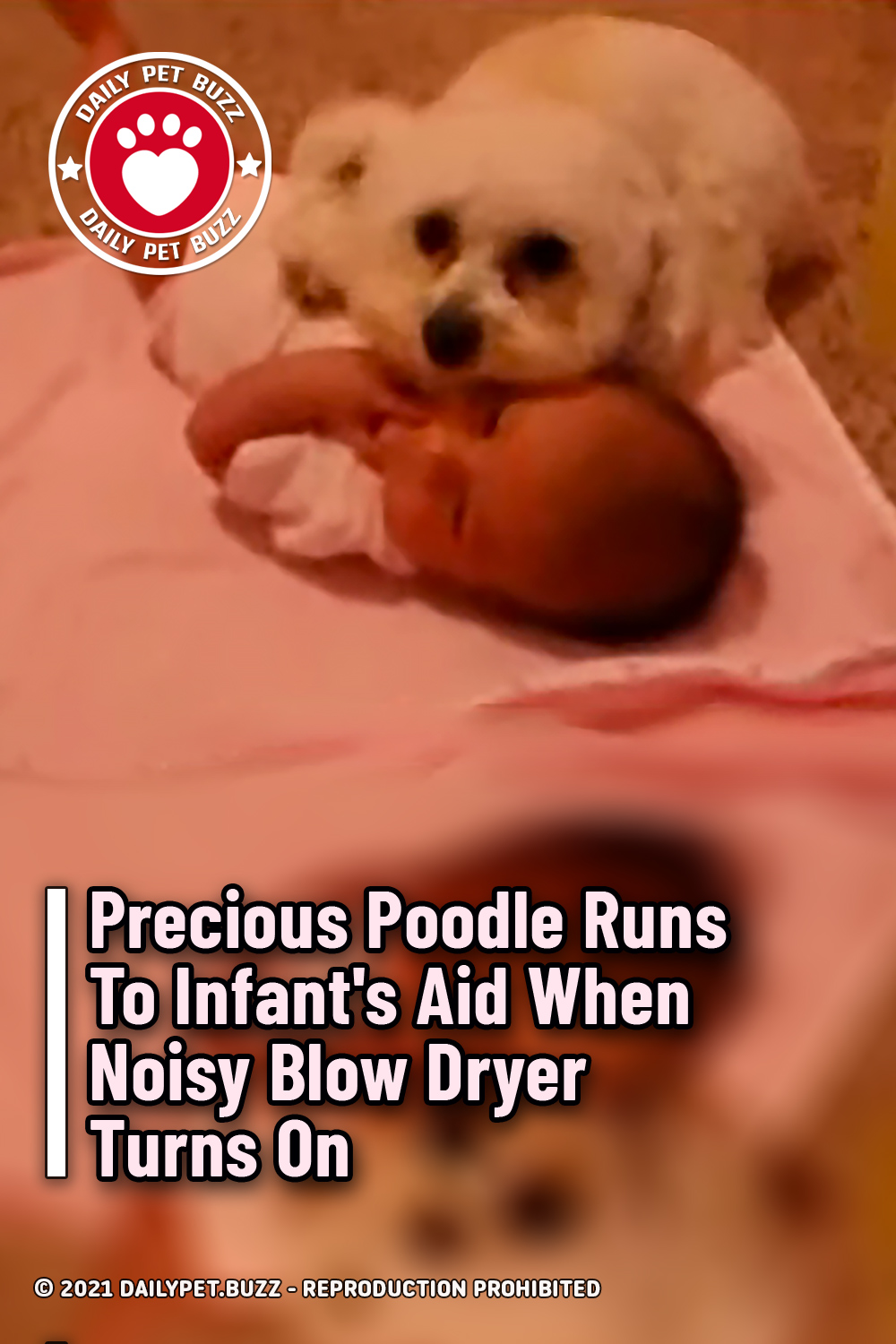 Precious Poodle Runs To Infant\'s Aid When Noisy Blow Dryer Turns On