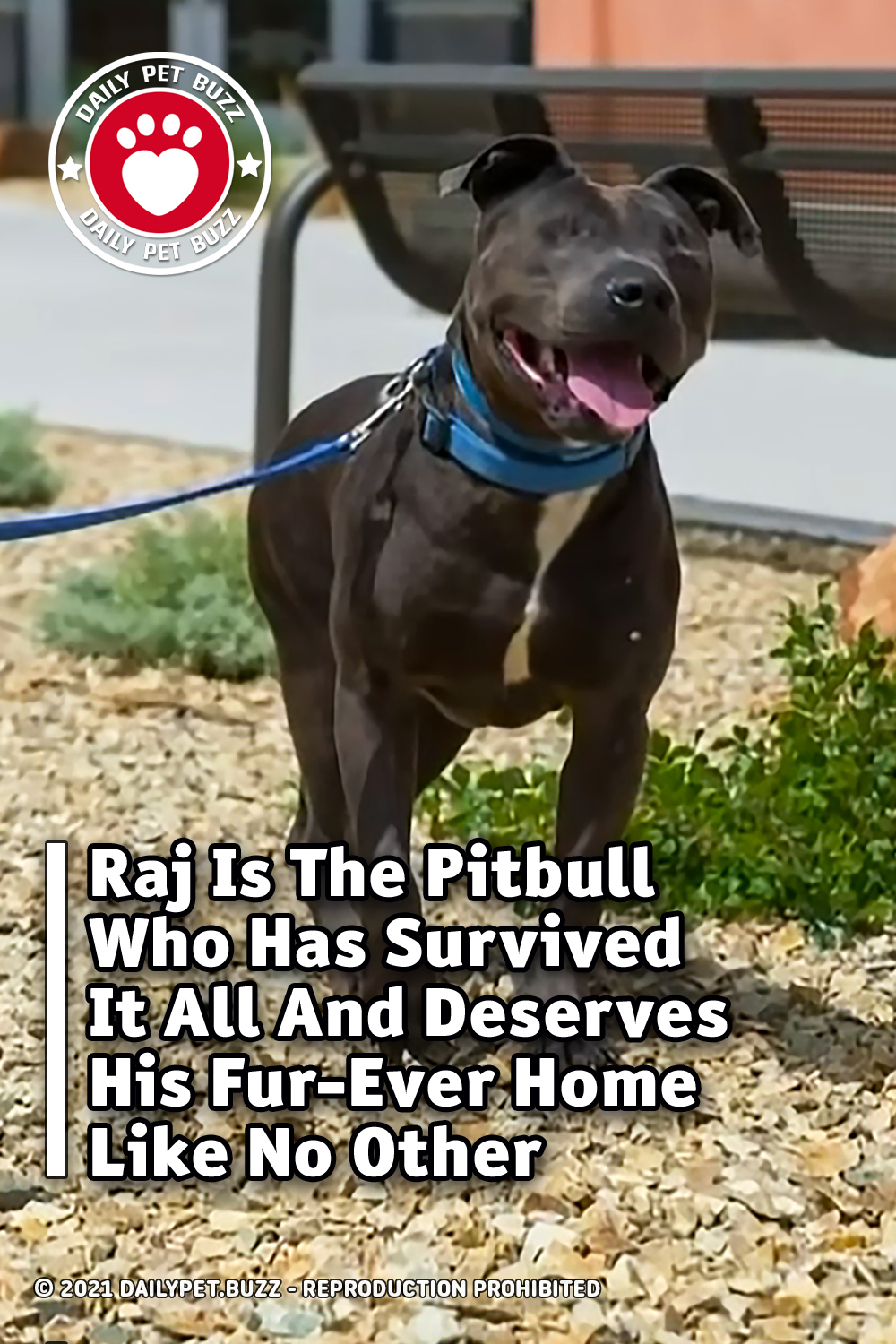 Raj Is The Pitbull Who Has Survived It All And Deserves His Fur-Ever Home Like No Other
