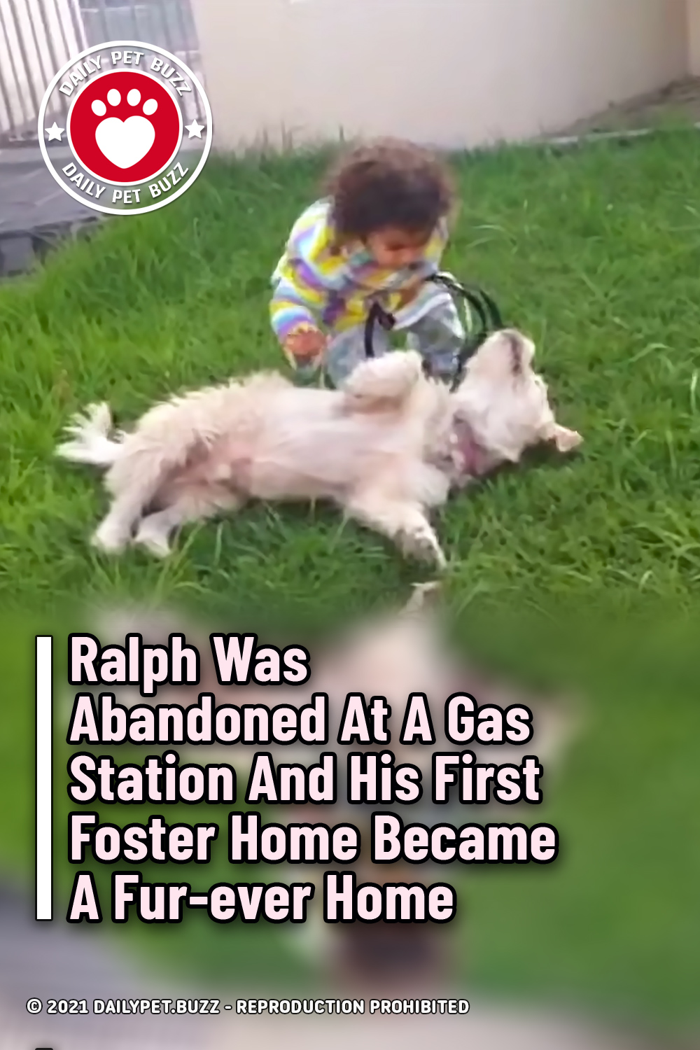 Ralph Was Abandoned At A Gas Station And His First Foster Home Became A Fur-ever Home