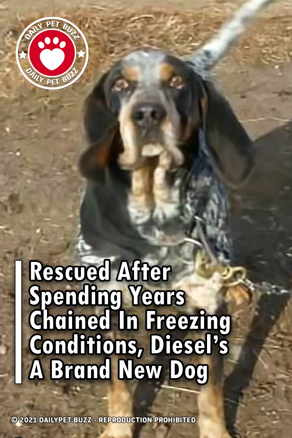 Rescued After Spending Years Chained In Freezing Conditions, Diesel\'s A Brand New Dog