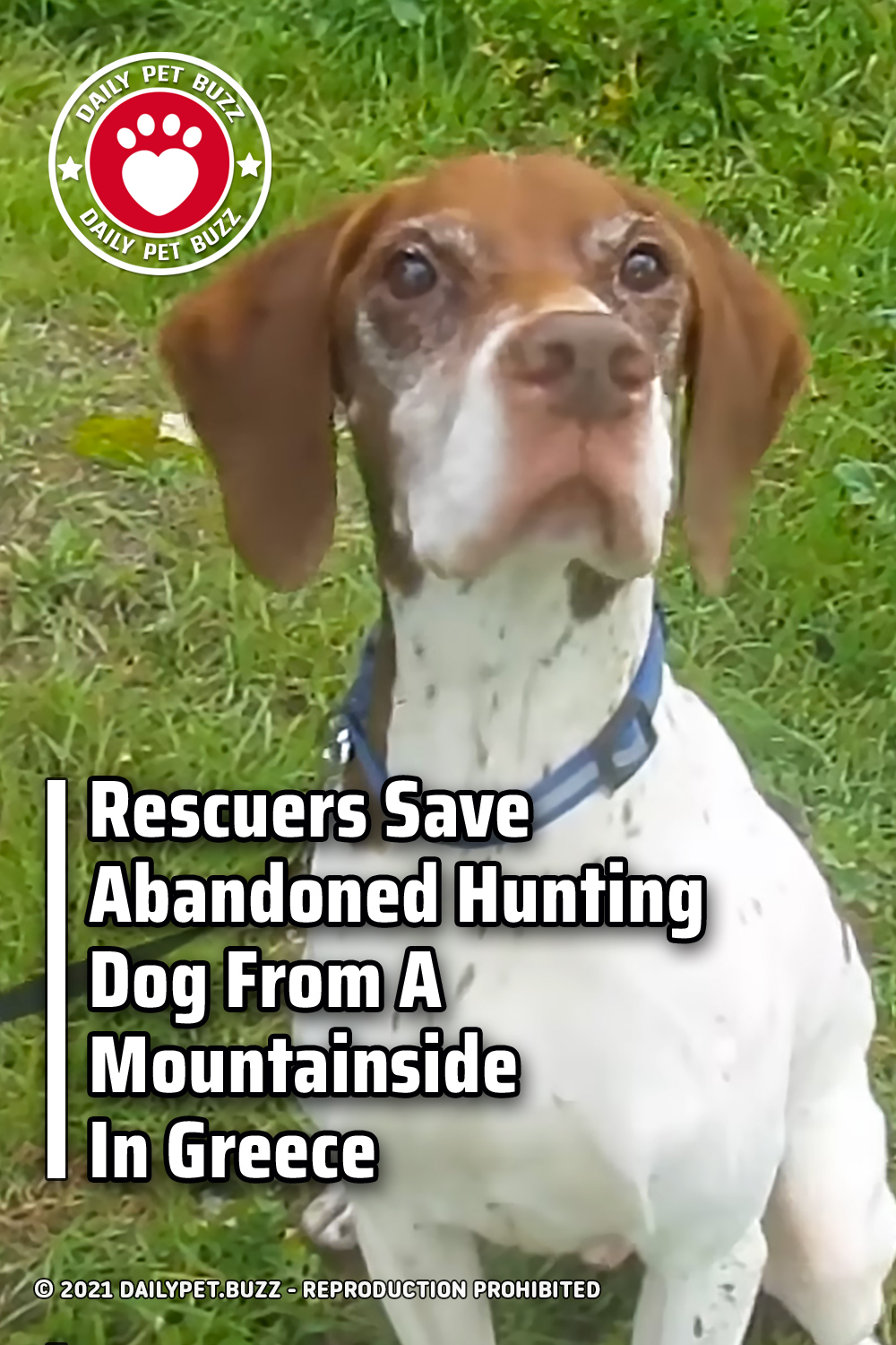 Rescuers Save Abandoned Hunting Dog From A Mountainside In Greece