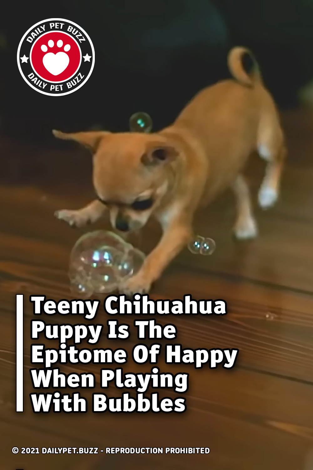 Teeny Chihuahua Puppy Is The Epitome Of Happy When Playing With Bubbles