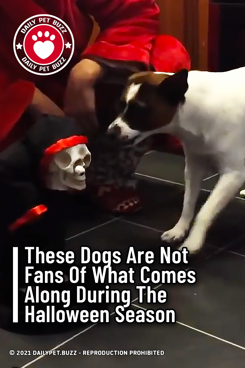These Dogs Are Not Fans Of What Comes Along During The Halloween Season