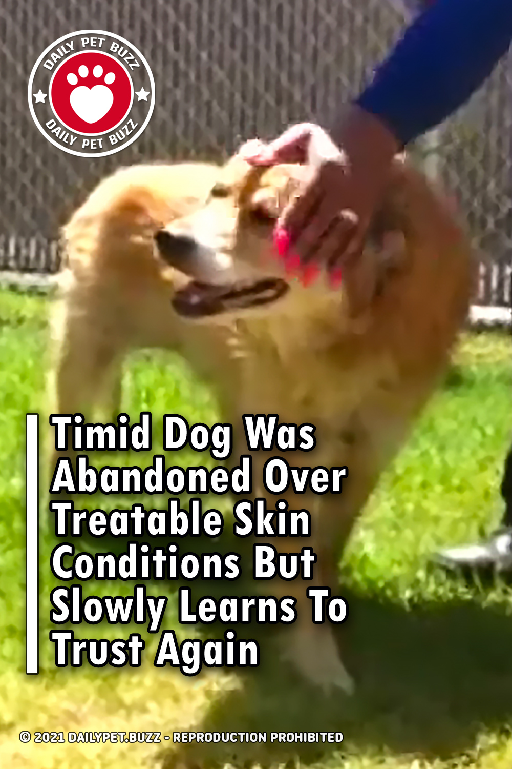 Timid Dog Was Abandoned Over Treatable Skin Conditions But Slowly Learns To Trust Again
