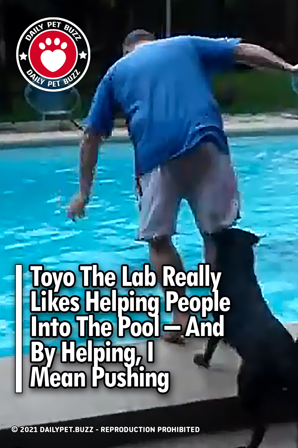 Toyo The Lab Really Likes Helping People Into The Pool – And By Helping, I Mean Pushing