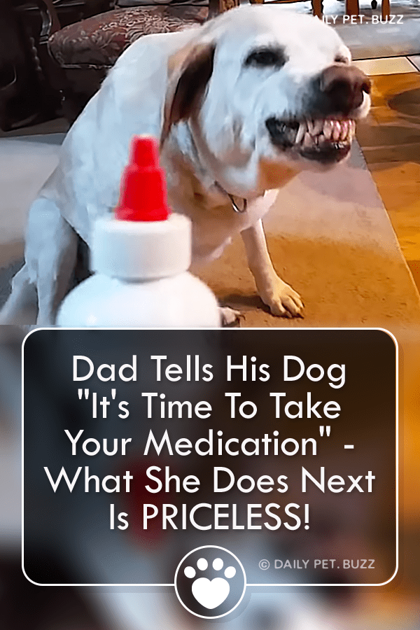 Dad Tells His Dog \