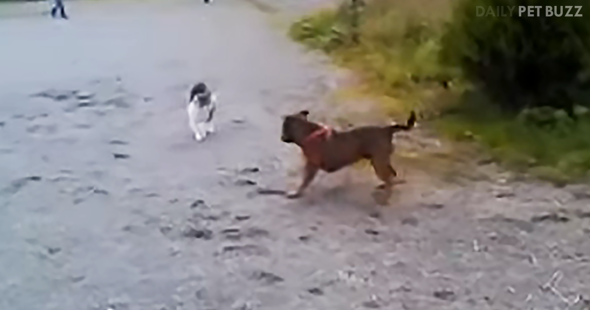 You Will Not Expect The Ending Of This Encounter Between Staffordshire Bull Terrier And Kitty In The Park
