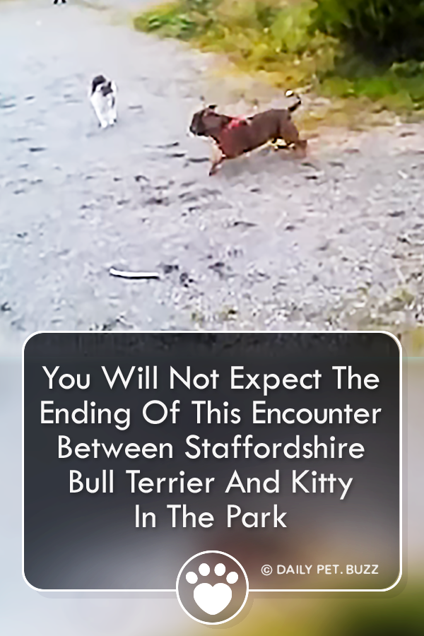 You Will Not Expect The Ending Of This Encounter Between Staffordshire Bull Terrier And Kitty In The Park