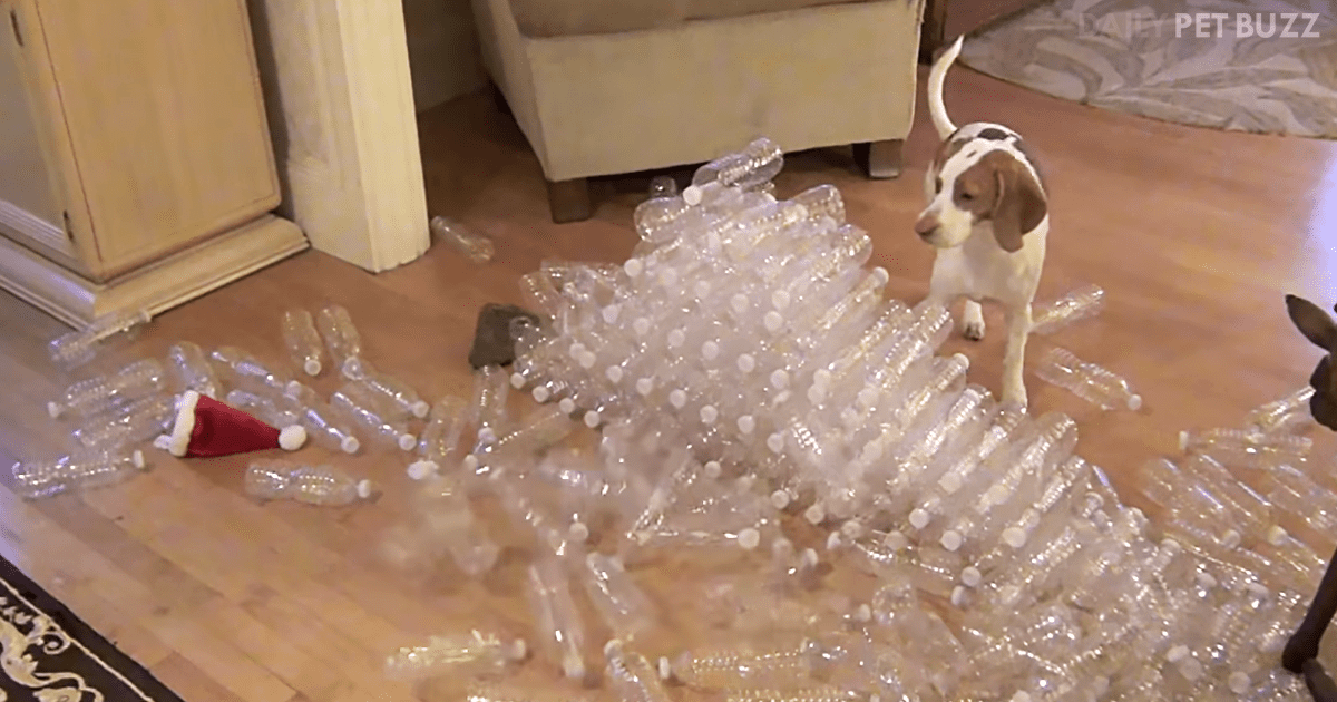 Maymo The Dog Got 210 Bottles For Christmas And He Can't Contain His Excitement