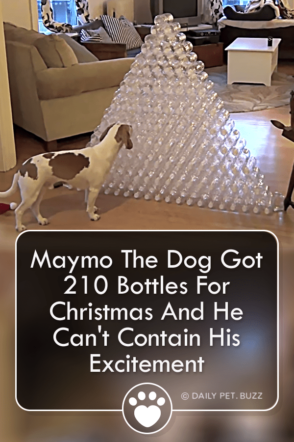 Maymo The Dog Got 210 Bottles For Christmas And He Can\'t Contain His Excitement