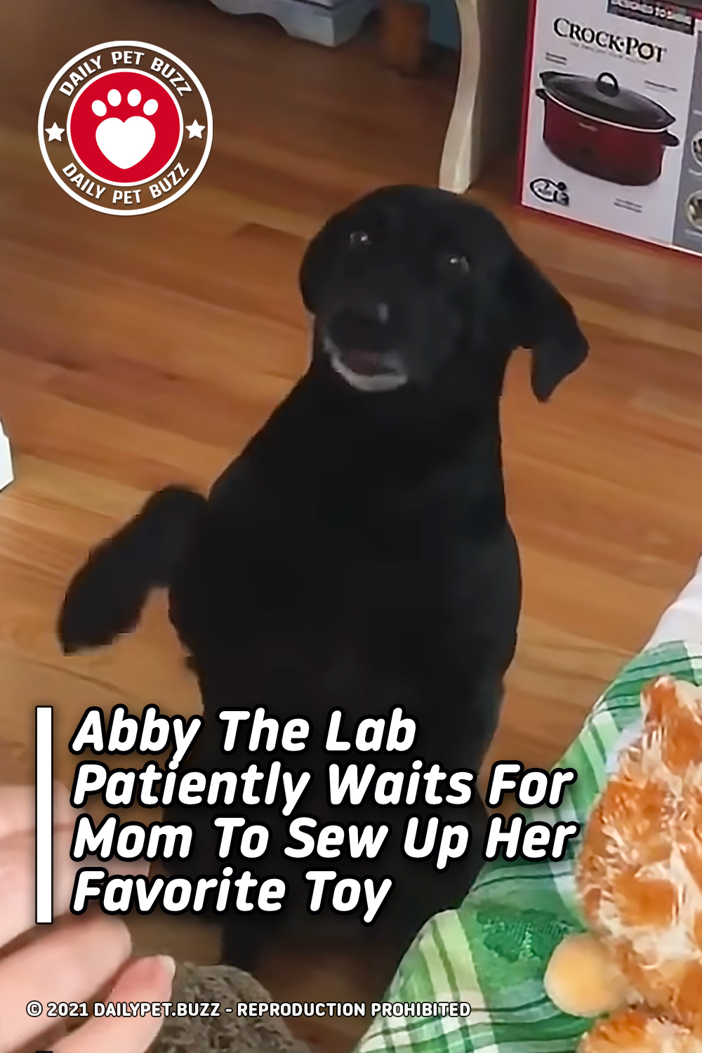 Abby The Lab Patiently Waits For Mom To Sew Up Her Favorite Toy
