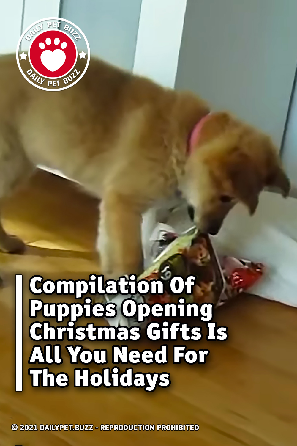 Compilation Of Puppies Opening Christmas Gifts Is All You Need For The Holidays