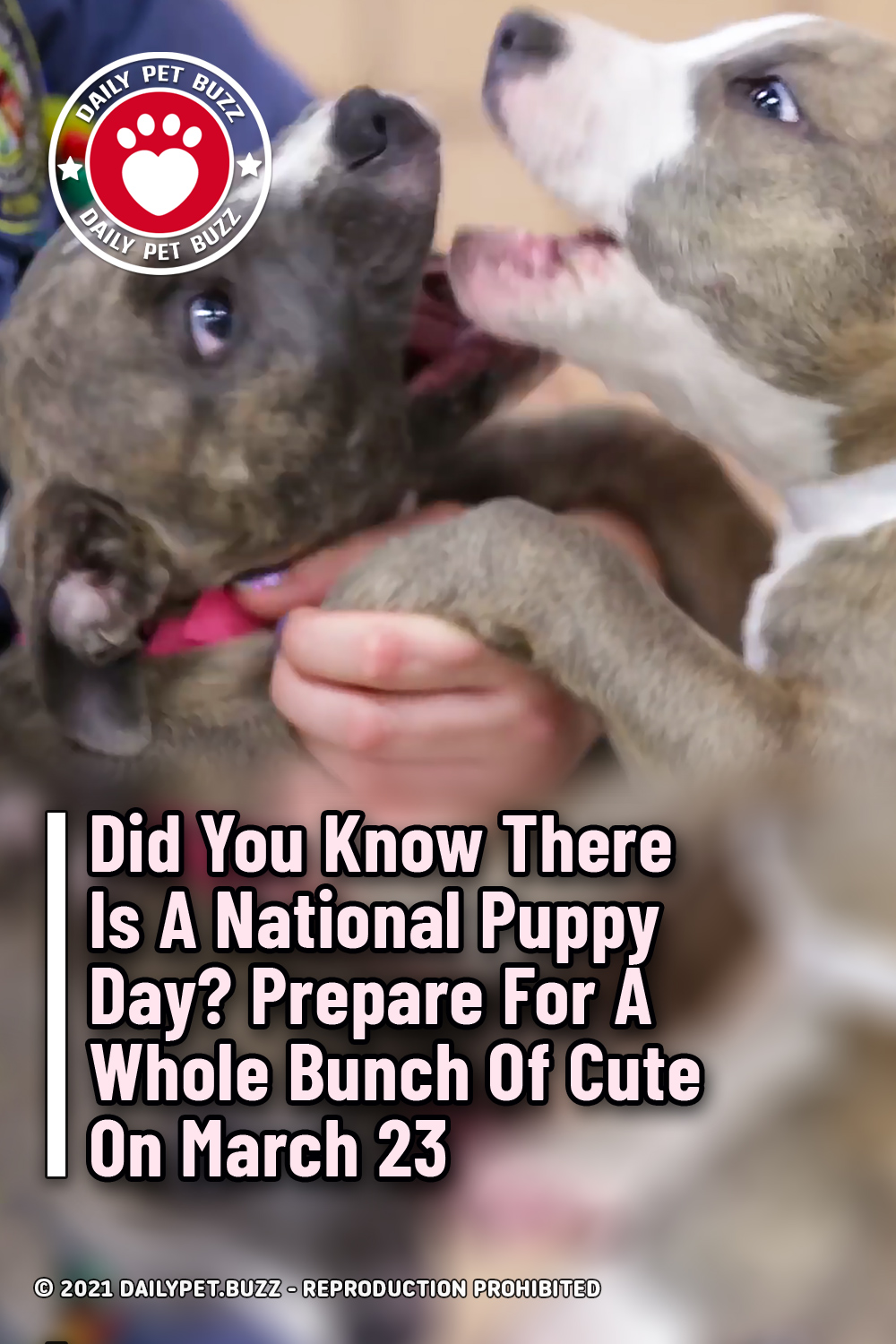 Did You Know There Is A National Puppy Day? Prepare For A Whole Bunch Of Cute On March 23