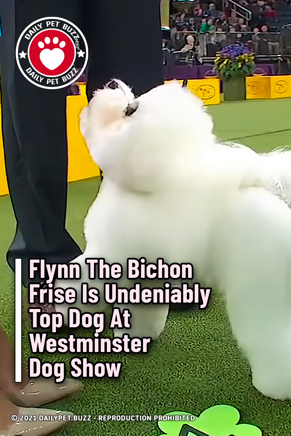 Flynn The Bichon Frise Is Undeniably Top Dog At Westminster Dog Show
