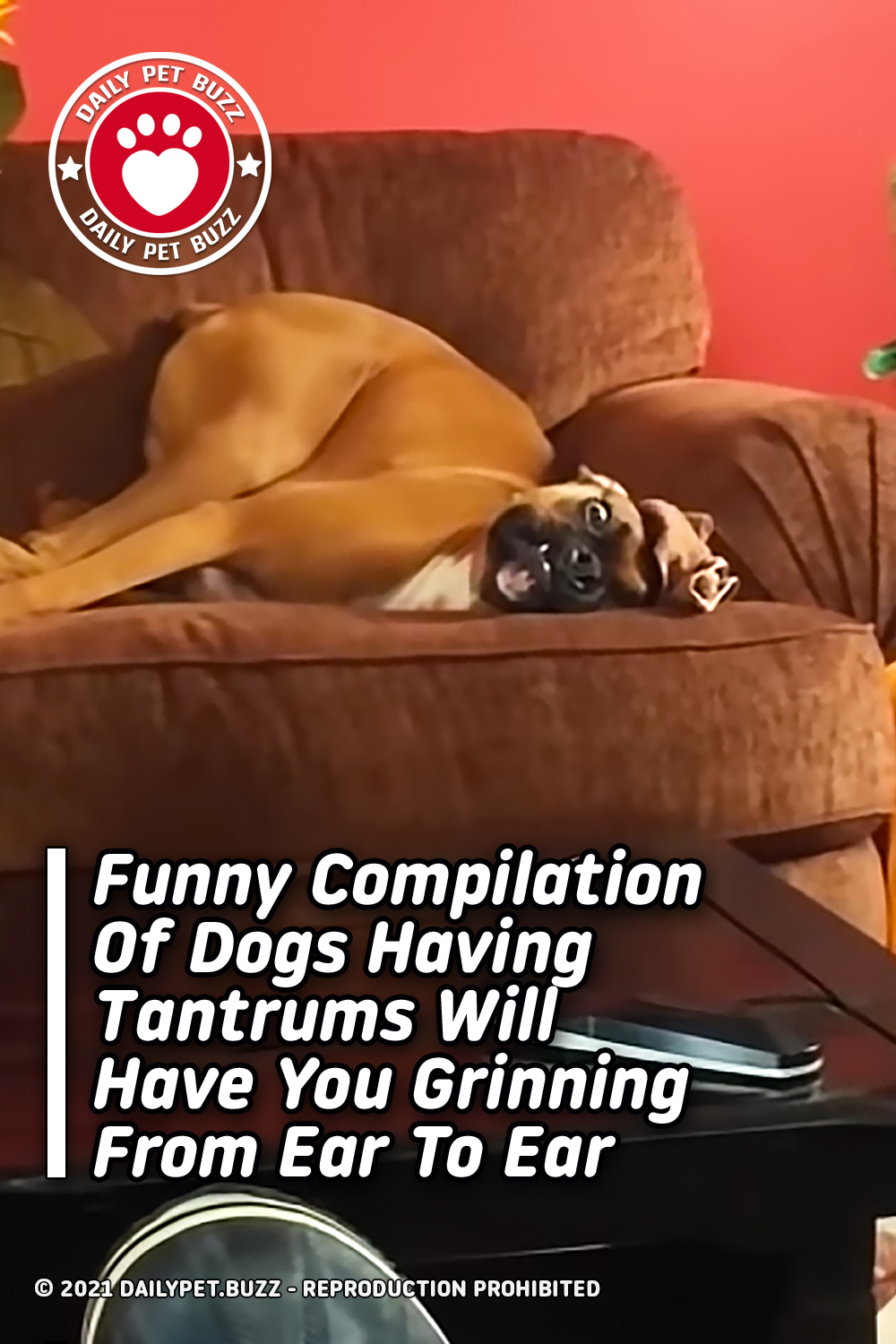Funny Compilation Of Dogs Having Tantrums Will Have You Grinning From Ear To Ear