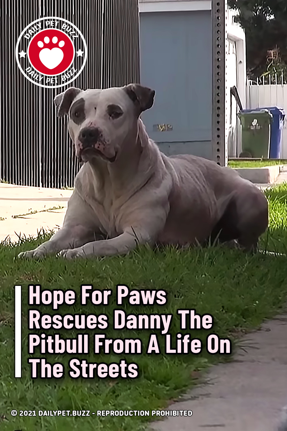 Hope For Paws Rescues Danny The Pitbull From A Life On The Streets