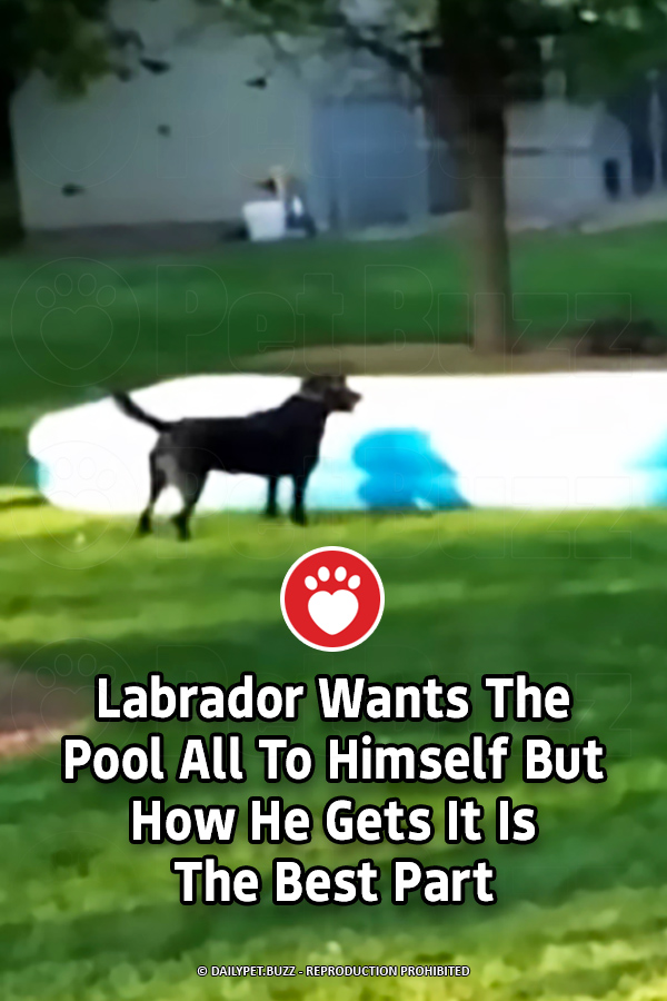 Labrador Wants The Pool All To Himself But How He Gets It Is The Best Part