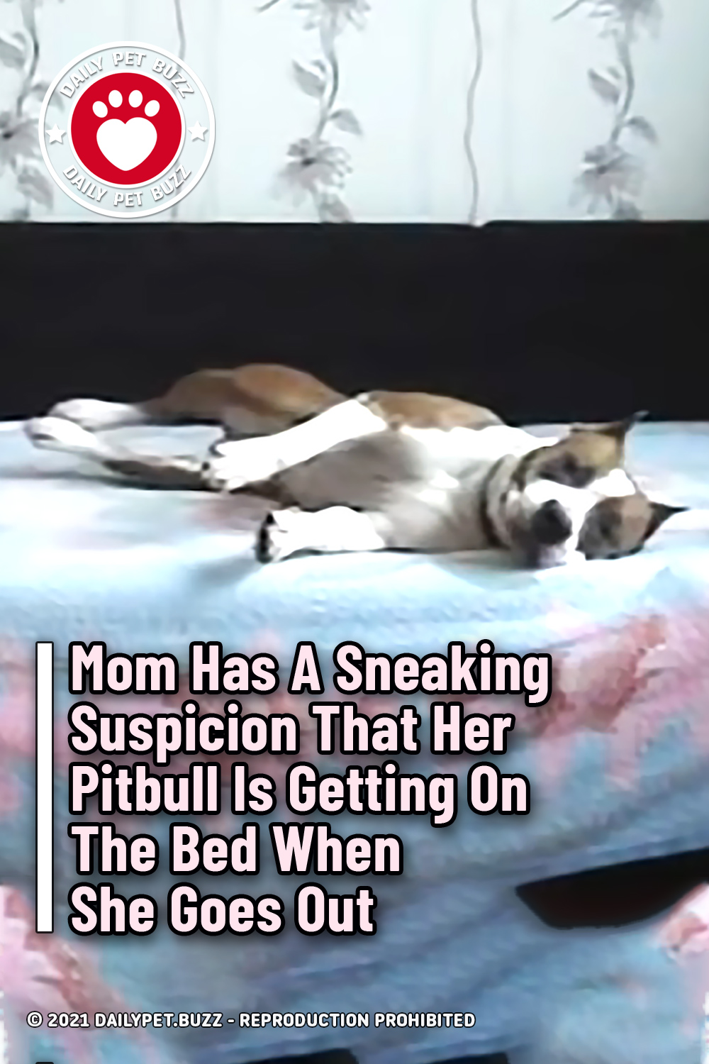 Mom Has A Sneaking Suspicion That Her Pitbull Is Getting On The Bed When She Goes Out