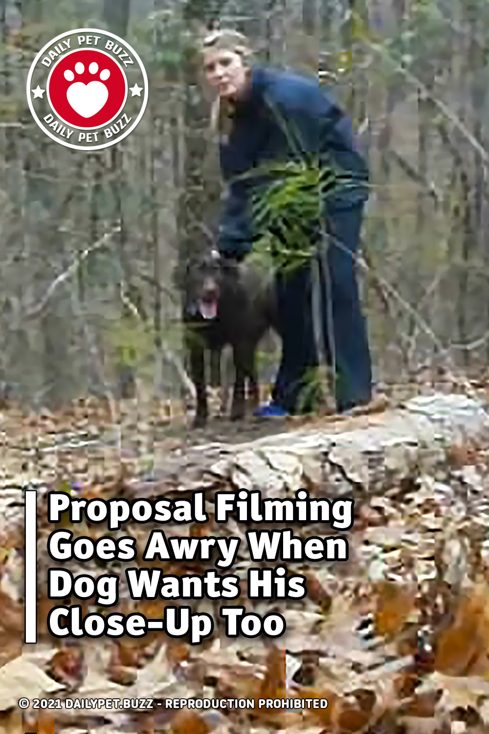 Proposal Filming Goes Awry When Dog Wants His Close-Up Too