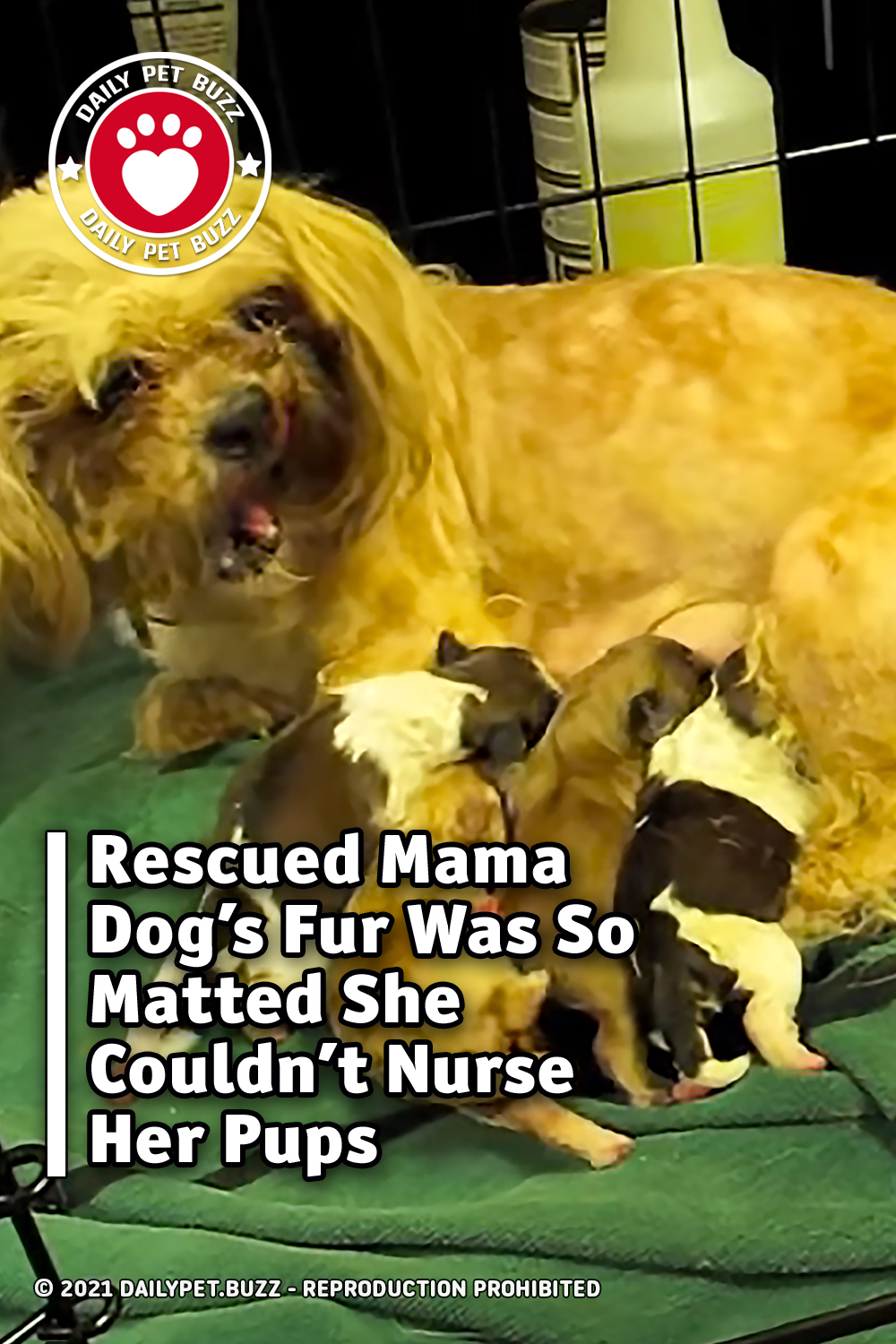 Rescued Mama Dog\'s Fur Was So Matted She Couldn\'t Nurse Her Pups