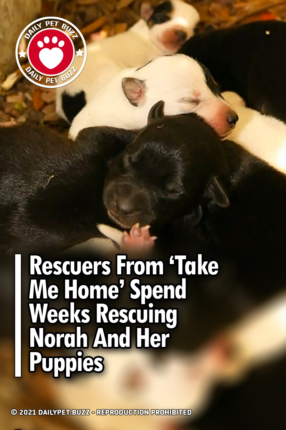 Rescuers From \'Take Me Home\' Spend Weeks Rescuing Norah And Her Puppies