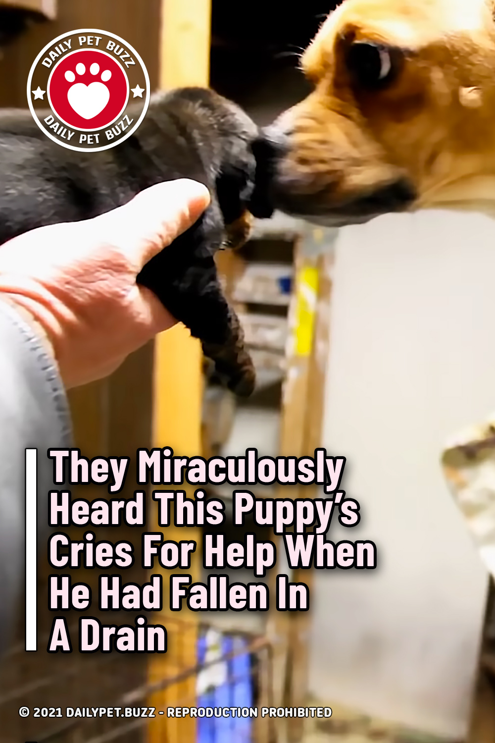 They Miraculously Heard This Puppy\'s Cries For Help When He Had Fallen In A Drain