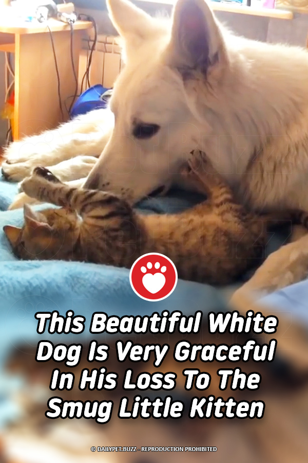 This Beautiful White Dog Is Very Graceful In His Loss To The Smug Little Kitten