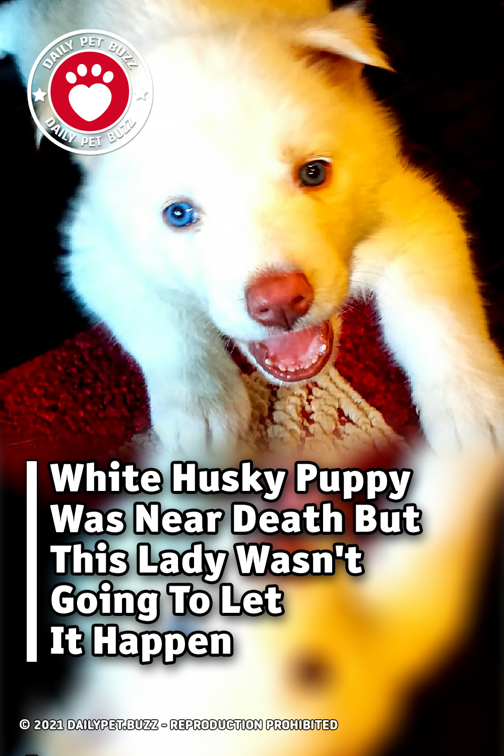 White Husky Puppy Was Near Death But This Lady Wasn\'t Going To Let It Happen