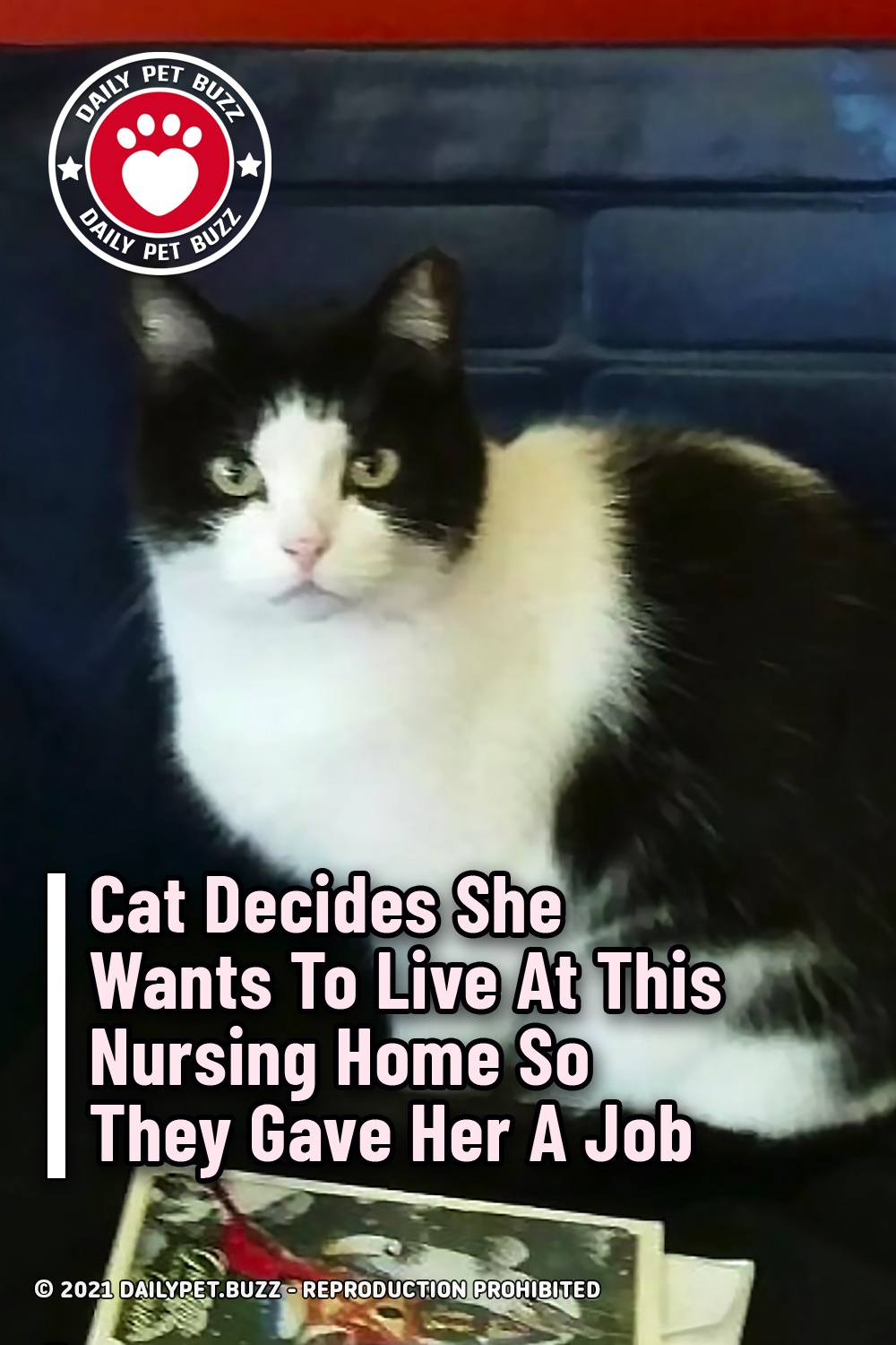 Cat Decides She Wants To Live At This Nursing Home So They Gave Her A Job